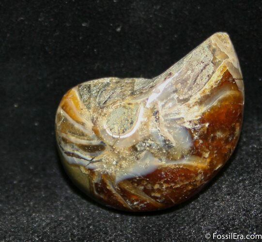 Inch Nautilus fossil from Madagascar #1216